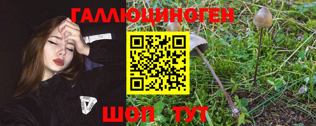 Псилоцибиновые грибы мухоморы  Галлюциногенные грибы Psilocybe  Кимовск  купить наркотики цена  Вход с VPN 